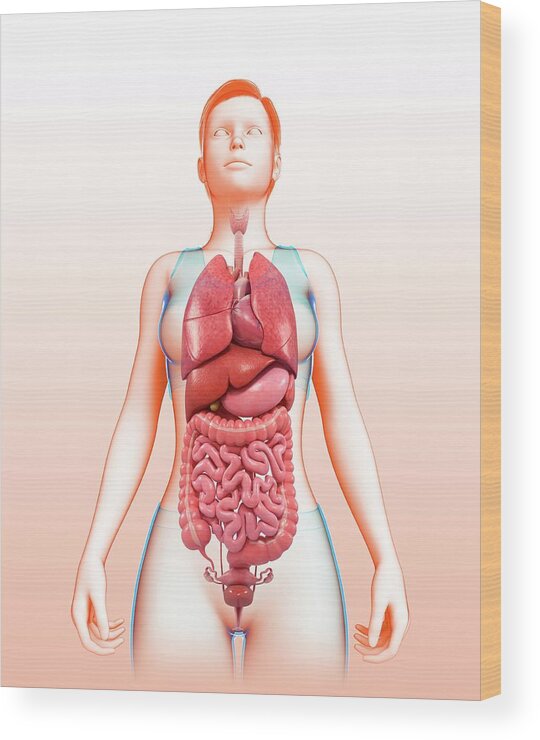 human female body organs