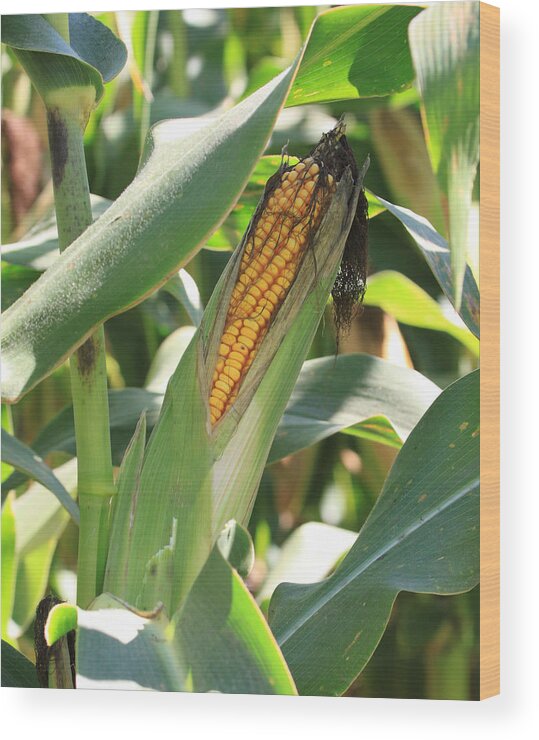 Corn Wood Print featuring the photograph A Peek at the Kernals of Gold by J Laughlin