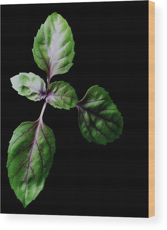 Herbs Wood Print featuring the photograph A Sprig Of Basil by Romulo Yanes