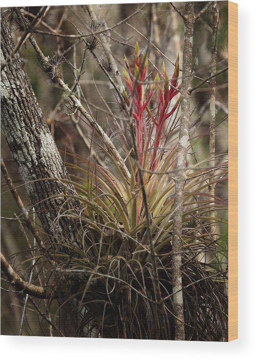 Bromeliad Wood Print featuring the photograph Air plant by Joseph G Holland