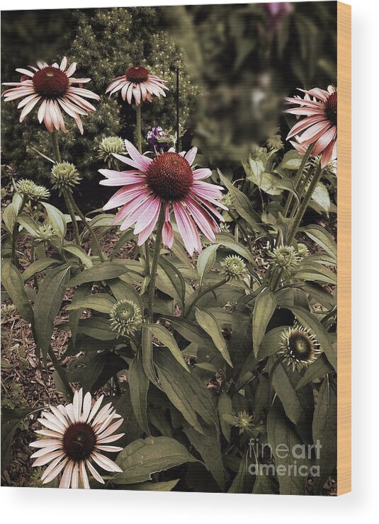 Cone Flowers Wood Print featuring the photograph Among Friends by Frank J Casella
