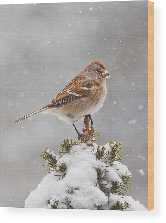 Bird Wood Print featuring the photograph Another Snowy Morning by Jim Zablotny