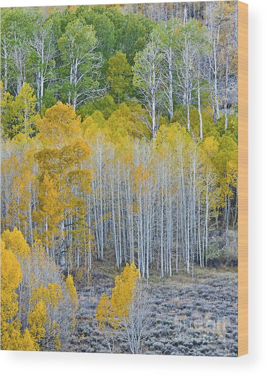 Aspen Stand Wood Print featuring the photograph Aspen Stand by L J Oakes