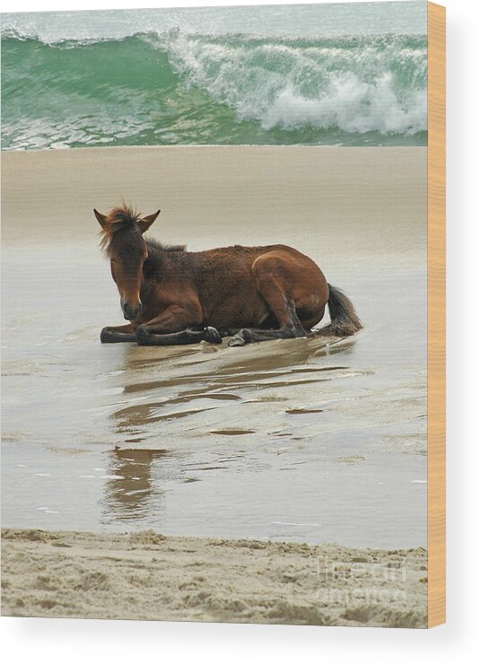 Nature Wood Print featuring the photograph Assateague Foal by Olivia Hardwicke