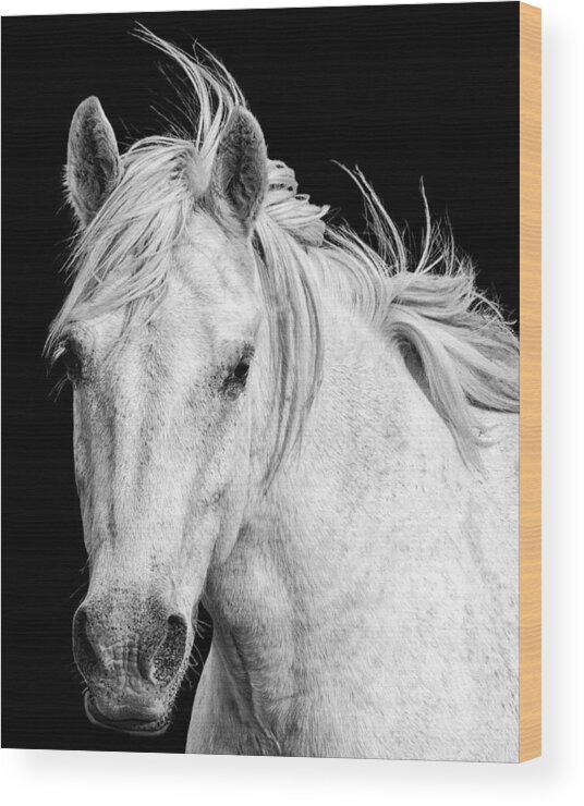 White Horse Wood Print featuring the photograph At Carmargue by Gigi Ebert