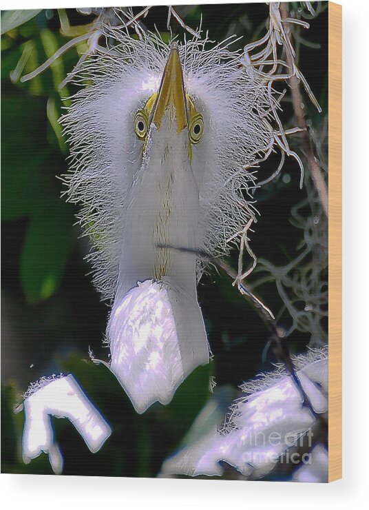 Nature Wood Print featuring the photograph Baby Egrett by Dennis Tyler