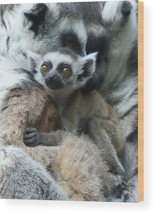 Ring-tailed Lemur Wood Print featuring the photograph Baby Ring-tailed Lemur by Margaret Saheed