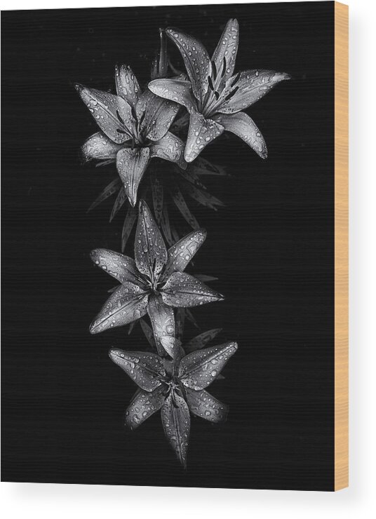 Abstract Wood Print featuring the photograph Backyard Flowers In Black And White 7 After The Storm by Brian Carson