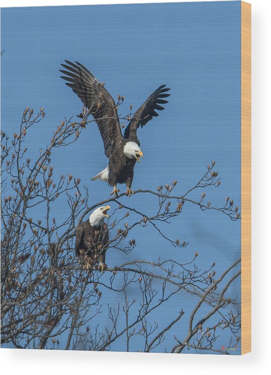 Marsh Wood Print featuring the photograph Bald Eagles Screaming DRB169 by Gerry Gantt