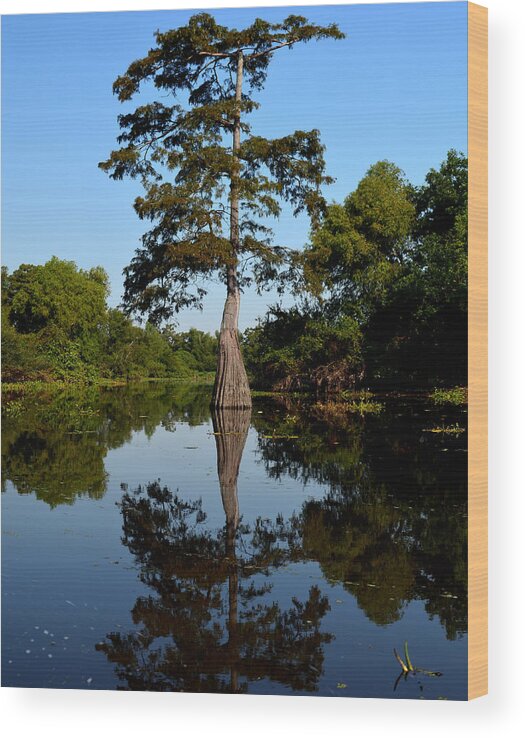 Tree Wood Print featuring the photograph Southern Louisiana Bayou Reflections by Maggy Marsh