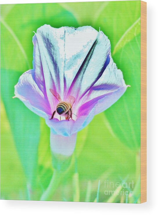 Morning Glory Wood Print featuring the photograph Bee in Pastel by Craig Wood