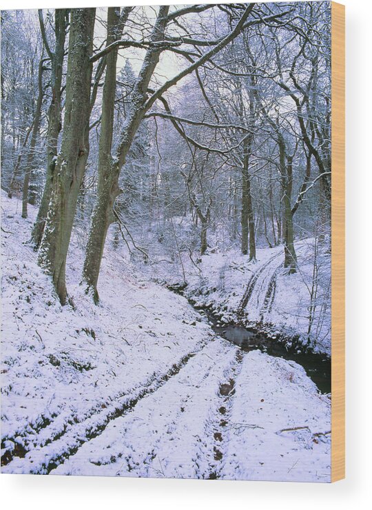 Winter Beech Wood Wood Print featuring the photograph Beech Wood In Winter Snow by Simon Fraser/science Photo Library