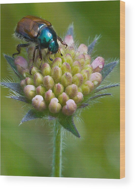 Animal Wood Print featuring the photograph Beetle Sitting on Flower by John Wadleigh