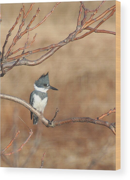 Wildlife Wood Print featuring the pyrography Belted Kingfisher by William Selander