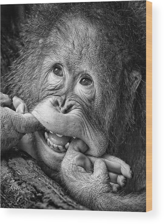 Ape Wood Print featuring the photograph Big Smile.....please by Angela Muliani Hartojo