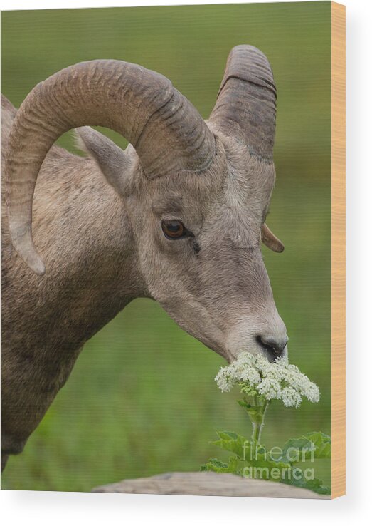 Bighorn Sheep Wood Print featuring the photograph Bighorn Sheep Headshot in Glacier by Natural Focal Point Photography
