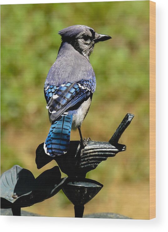 Bluejay Wood Print featuring the photograph Bird on a bird by Robert L Jackson