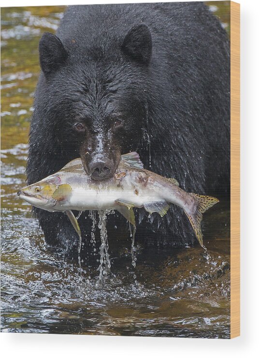 Black Bear Wood Print featuring the photograph Black Bear with Salmon by Max Waugh