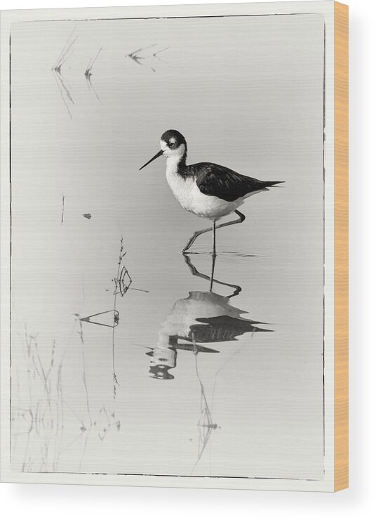 Black-necked Stilt Wood Print featuring the photograph Black-necked Stilt at Carson Lake Wetlands by Priscilla Burgers