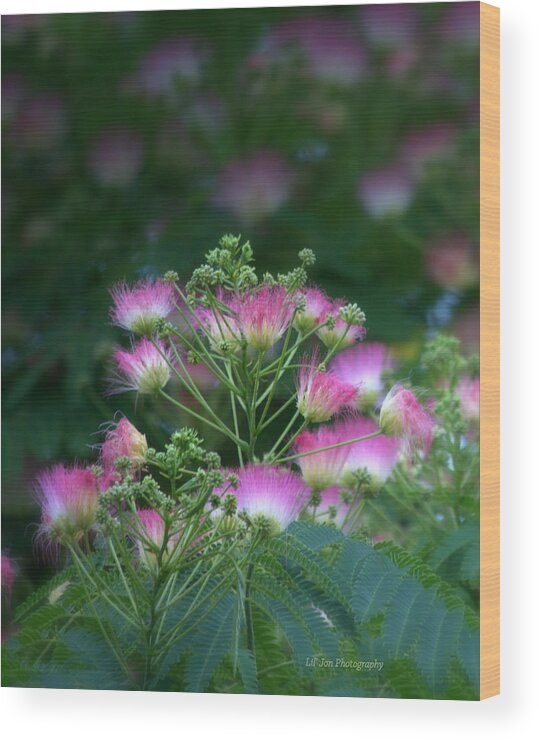 Tree Wood Print featuring the photograph Blooms Of The Mimosa Tree by Jeanette C Landstrom