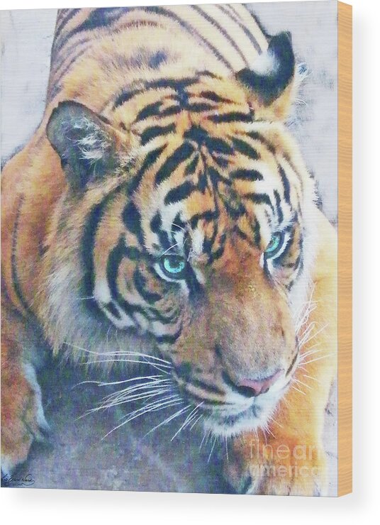 Tiger Wood Print featuring the photograph Blue Eyed Tiger by Lizi Beard-Ward