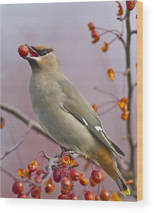 Bohemian Waxwing Wood Print featuring the photograph Bohemian Waxwing with Fruit by John Vose