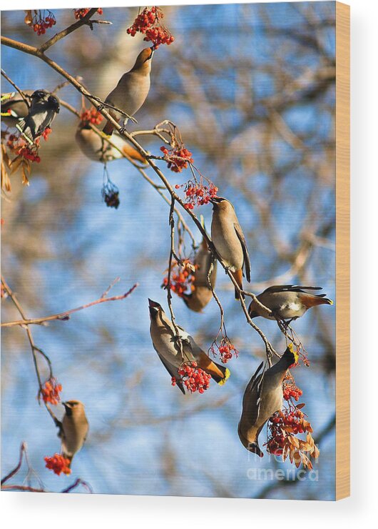 Bohemian Waxwing Bird Wood Print featuring the photograph Bohemian Waxwings Eating Berries 2 by Terry Elniski
