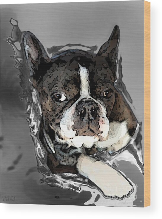 Peter Mix Boston Terrier Dog Dogs Pup Puppies Peter Lorre Eyes Confidence Photo Painting Wood Print featuring the painting Boston Terrier. Channeling Peter Lorre by Peter Mix 