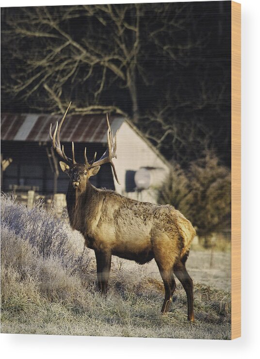 Bull Elk Wood Print featuring the photograph Boxley Stud Post-Rut by Michael Dougherty