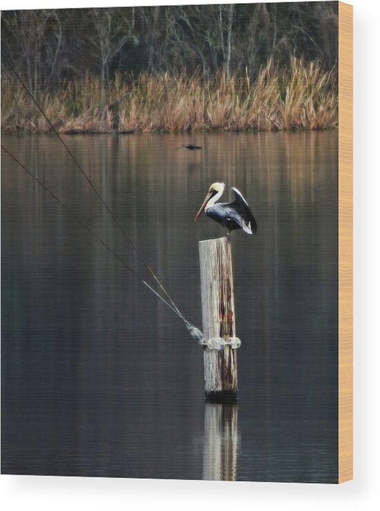Animals Wood Print featuring the photograph Brown Pelican Perched by Deborah Smith