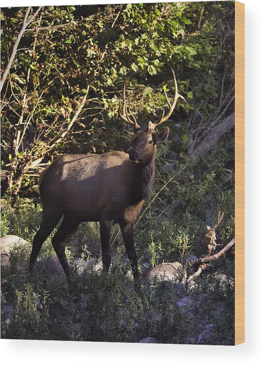 Bull Elk Wood Print featuring the photograph Bull Elk Crossing the Hailstone by Michael Dougherty