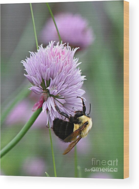 Flower Wood Print featuring the photograph Bumblebee on Clover by Barbara McMahon