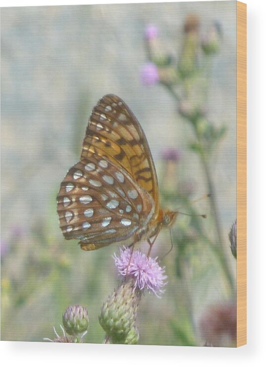 Butterfly Wood Print featuring the photograph Butterfly by Wild Rose Studio