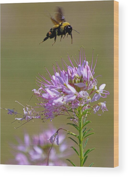 Bee Wood Print featuring the photograph Buzzing Around by Shane Bechler