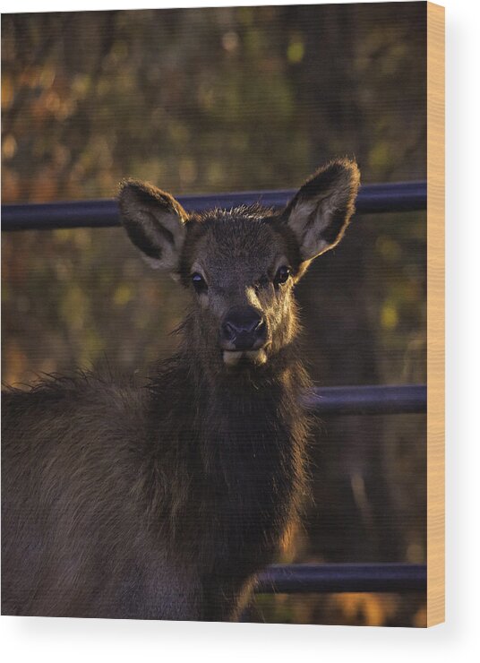 Elk Calf Wood Print featuring the photograph Calf Elk by Gate at Sunrise by Michael Dougherty