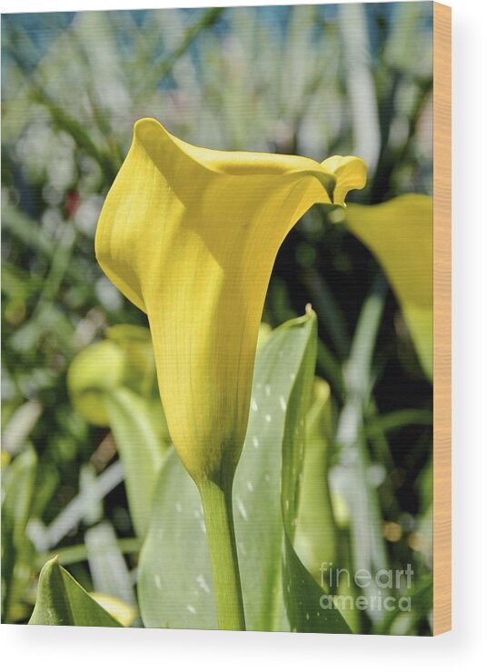 Lily Wood Print featuring the photograph Calla Lily by Carol Bradley