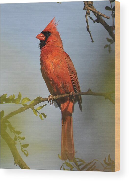 Bird Wood Print featuring the photograph Cardinal 329 by Gene Tatroe