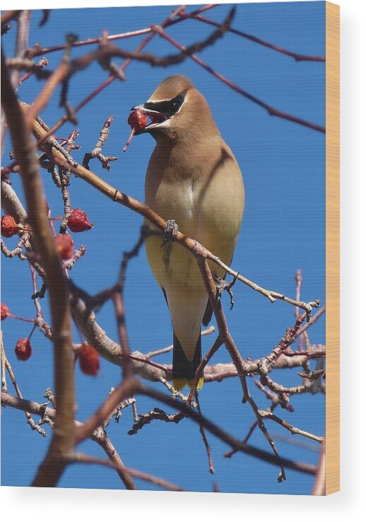 Birds Wood Print featuring the photograph Cedar Waxwing by Tranquil Light Photography