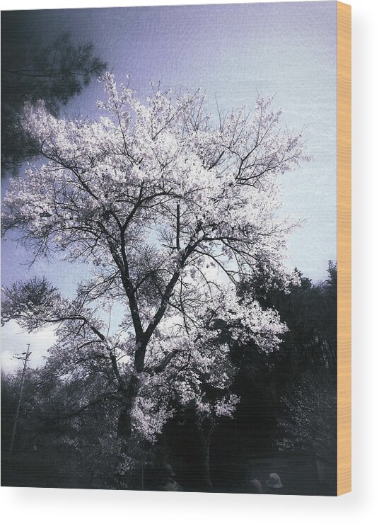 Cherry Blossoms Wood Print featuring the photograph Cherry Blossoms Tree by Yen