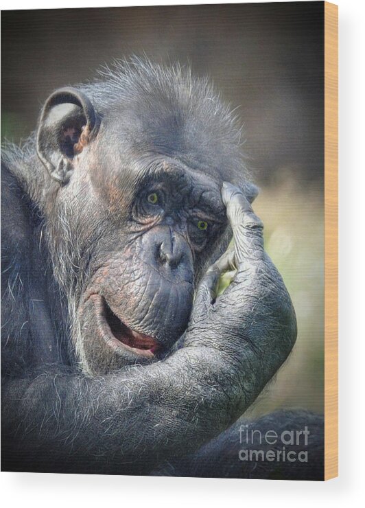 Chimpanzee Wood Print featuring the photograph Chimpanzee Thinking by Savannah Gibbs