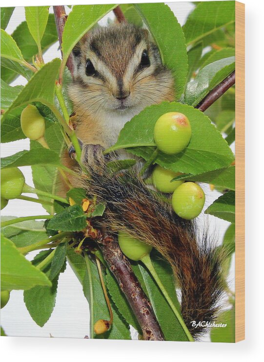 Baby Chipmunk Wood Print featuring the photograph Chip or Dale by Barbara Chichester