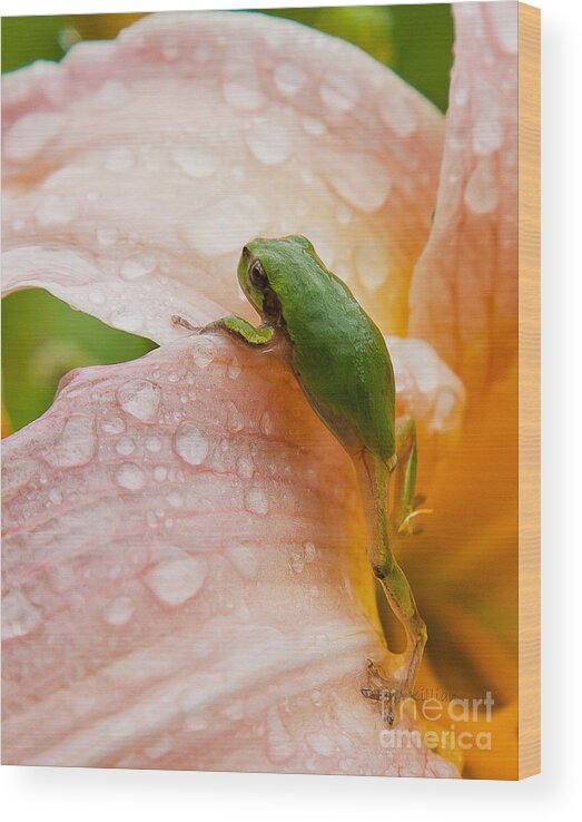 Tree Frog Wood Print featuring the photograph Climbing Up by Jan Killian