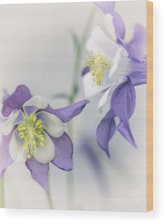 Columbines Wood Print featuring the photograph Columbines by Carolyn Fox