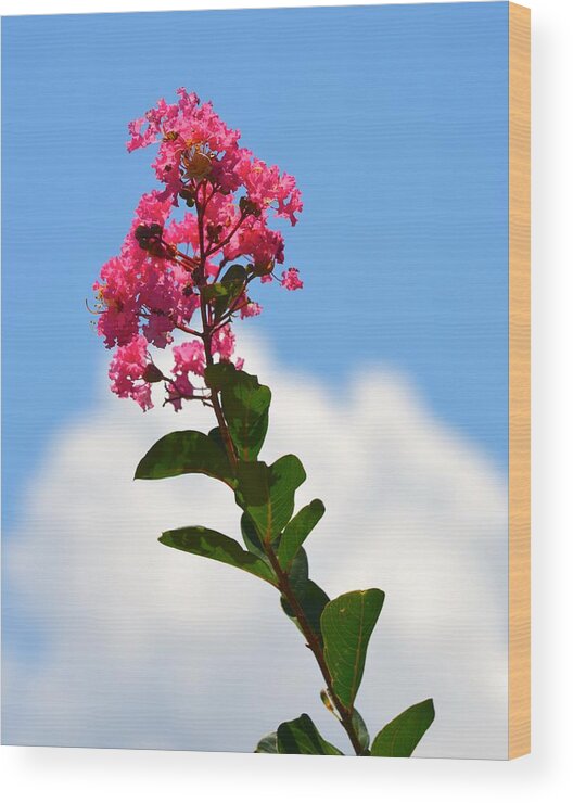 Crepe Myrtle Wood Print featuring the photograph Crepe Myrtle against the Sky by Richard Bryce and Family
