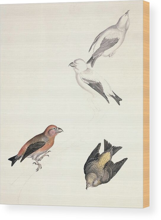 Bird Wood Print featuring the photograph Crossbills, 19th century artwork by Science Photo Library