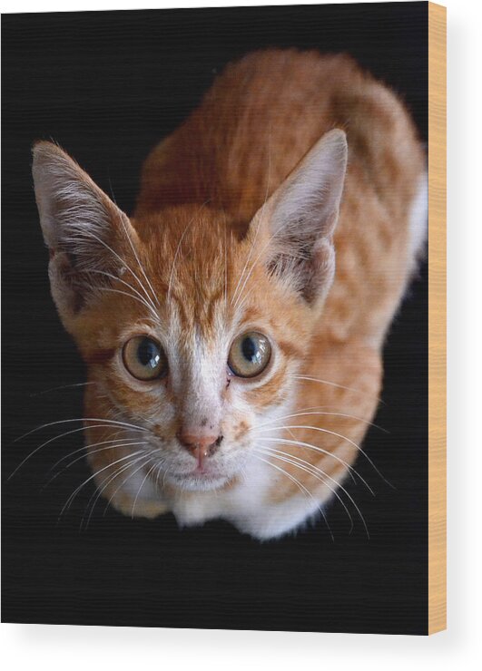 Kitten Wood Print featuring the photograph Cute Kitten by Jatin Thakkar