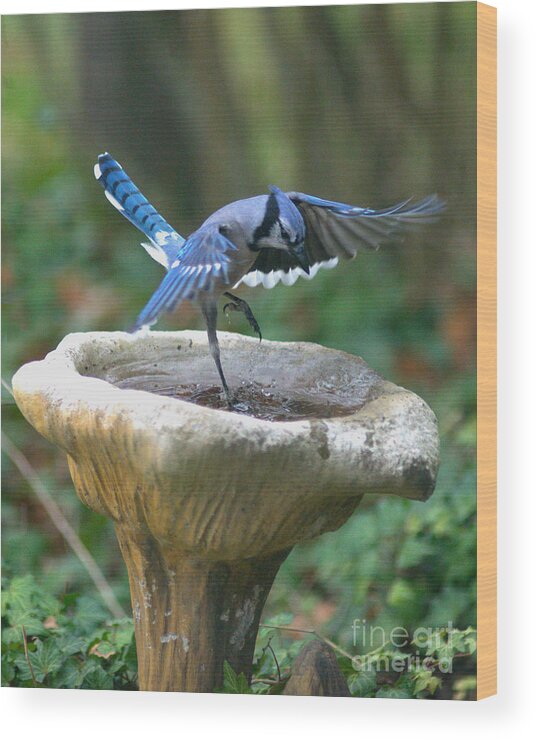 Blue Wood Print featuring the photograph Dancing Blue Jay by Jane Axman