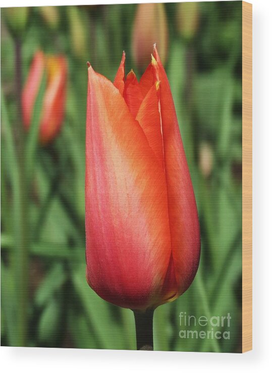 Tulip Wood Print featuring the photograph De Goede Beauty by Gayle Swigart