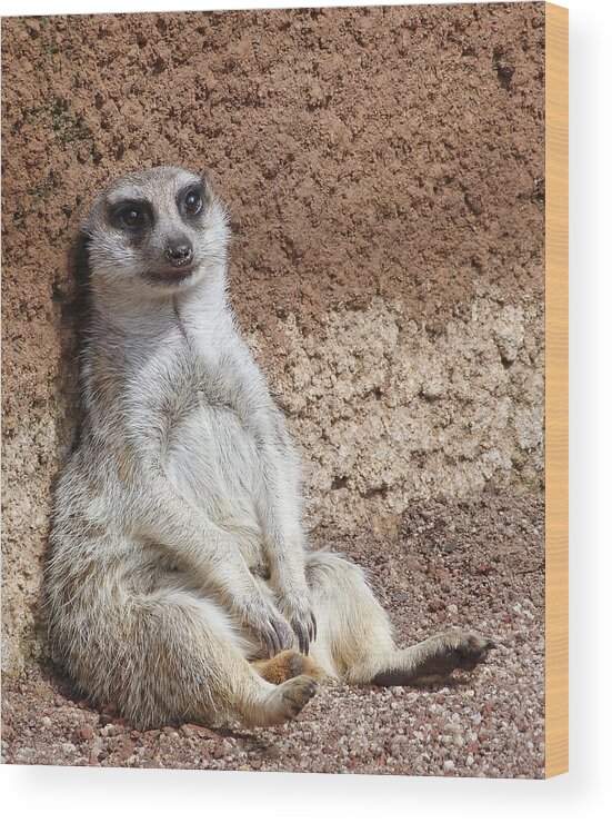 Meerkat Wood Print featuring the photograph Digging Is Hard Work by Margaret Saheed