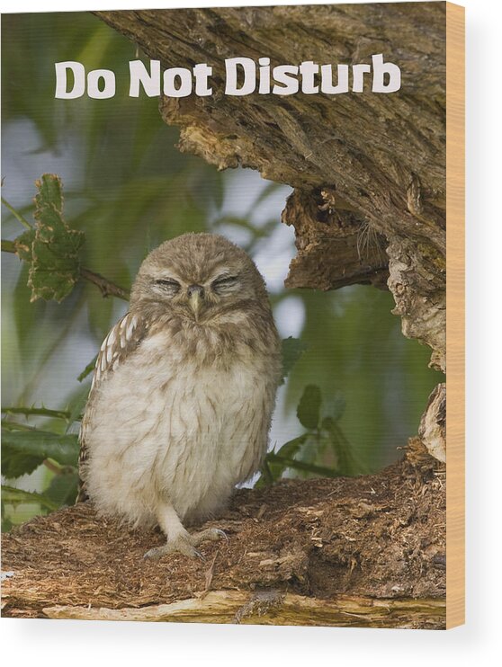 Little Owl Wood Print featuring the photograph Do Not Disturb by Paul Scoullar